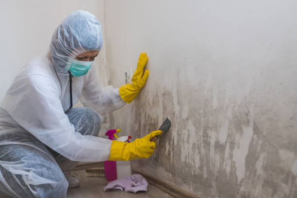 Best Crawl Space Mold Removal  in Ridgway, PA