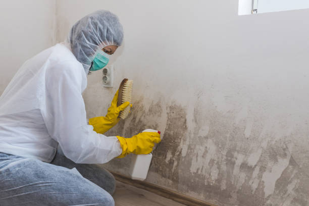 Best Black Mold Removal  in Ridgway, PA