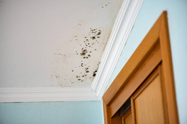 Best Mold Cleaning Services  in Ridgway, PA