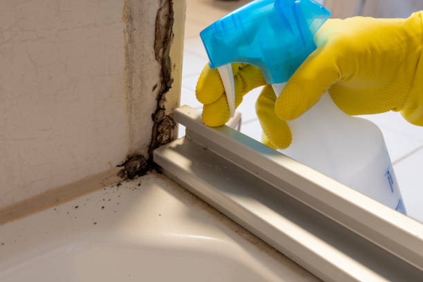 Home Mold Removal in Ridgway, PA