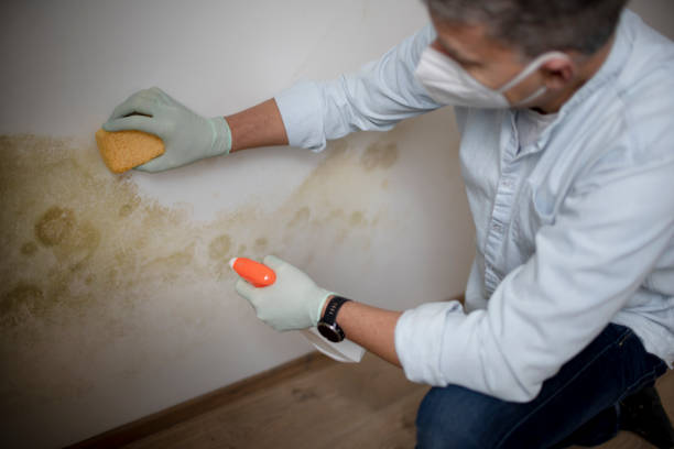 Best Mold Removal Process  in Ridgway, PA