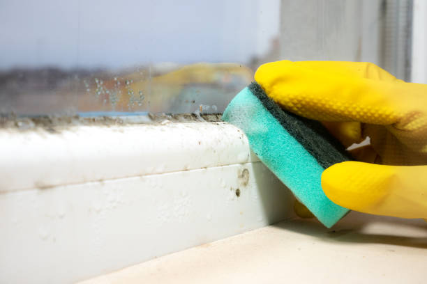 Best Emergency Mold Removal  in Ridgway, PA