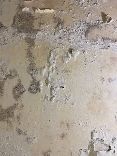 Crawl Space Mold Removal in Ridgway, PA