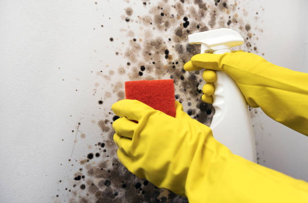 Best Commercial Mold Removal  in Ridgway, PA