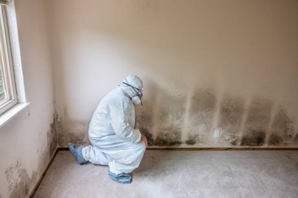 Best Mold Removal Specialists  in Ridgway, PA