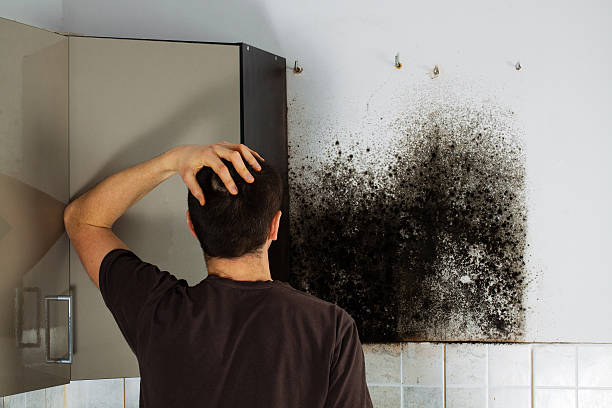 Trusted Ridgway, PA Mold Removal Experts