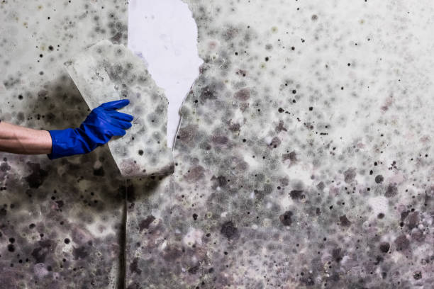 Best Mold Remediation  in Ridgway, PA