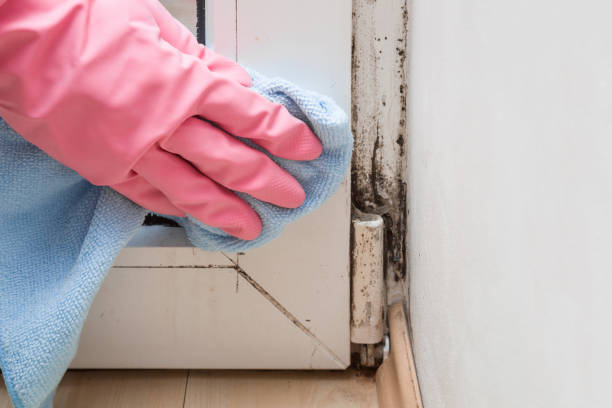 Best Mold Testing  in Ridgway, PA