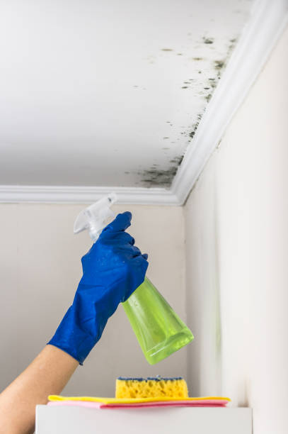 Best Home Mold Removal  in Ridgway, PA